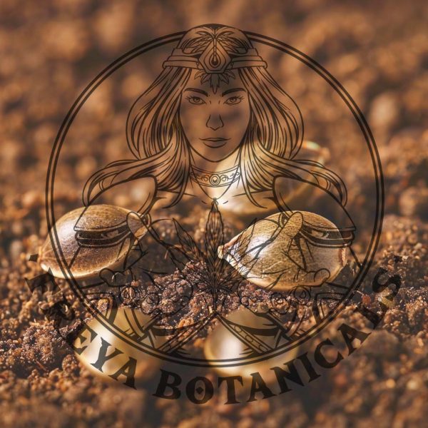 Freya Botanical cannabis seeds by GG4, Purple Gorilla and Strawberry Banana